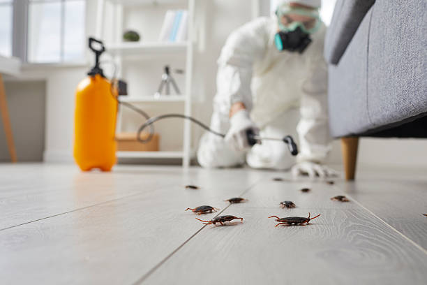 Commercial Kitchen Cockroach Control in Miles City